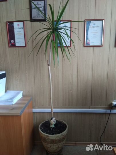 Драцена Маргината