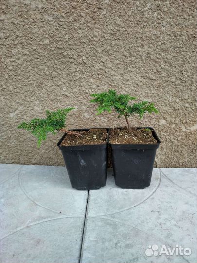 Можжевельники Грин, Блу, Голд Карпет P9