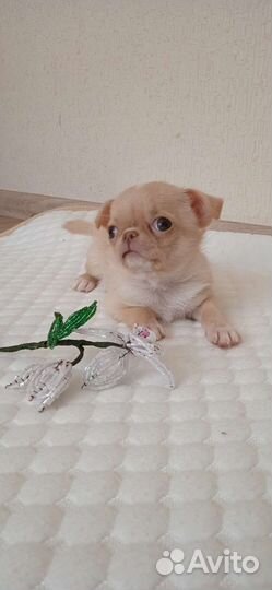 Щенки чихуахуа