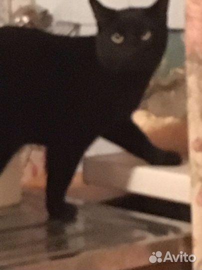 Котенок-девочка