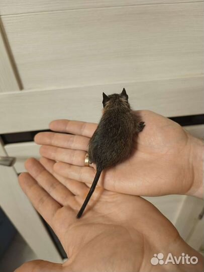 Чилийская белка Дегу. Малыши