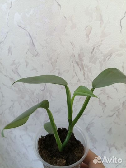 Филодендрон