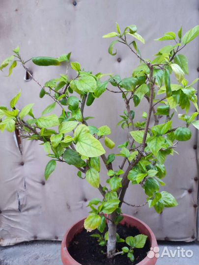 Китайская роза (розан)