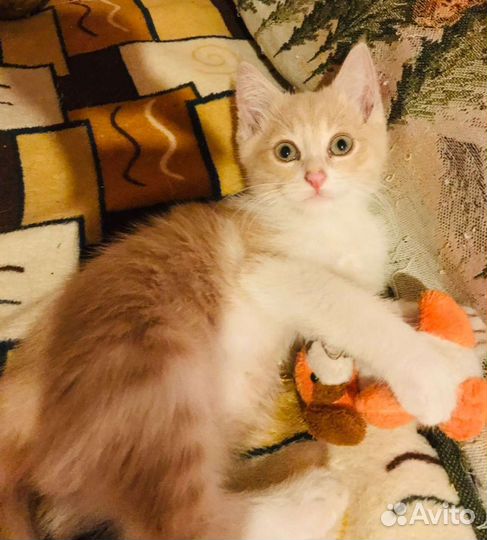 Кошка в дар