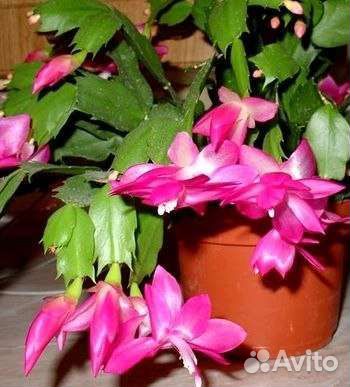 Гардения,якобиния,тунбергии,олеандры и др