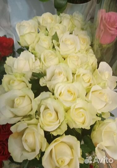 Розы оптом
