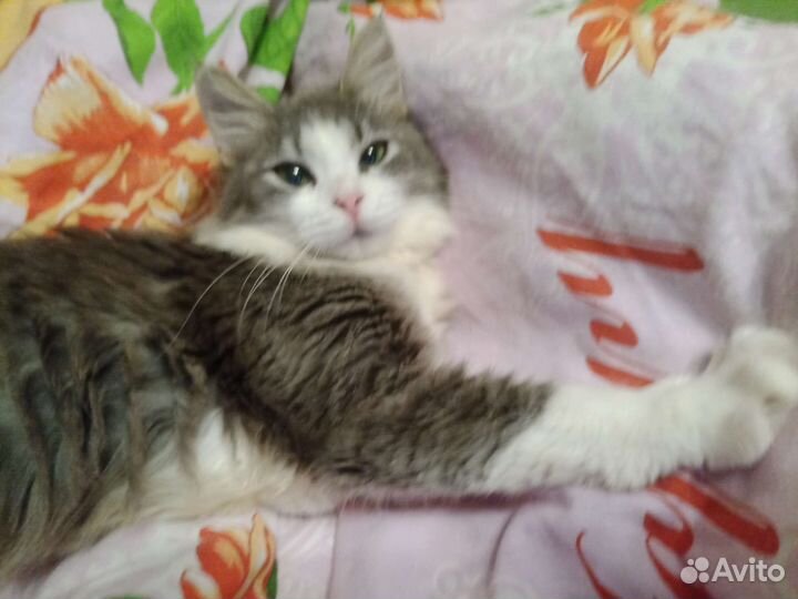 Кошка Василиса