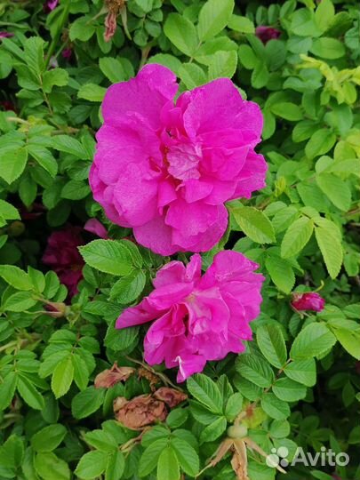 Роза Ругоза саженцы