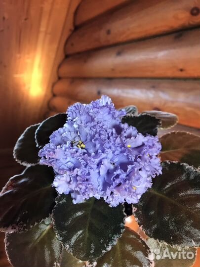 Фиалка ек- Небесное создание