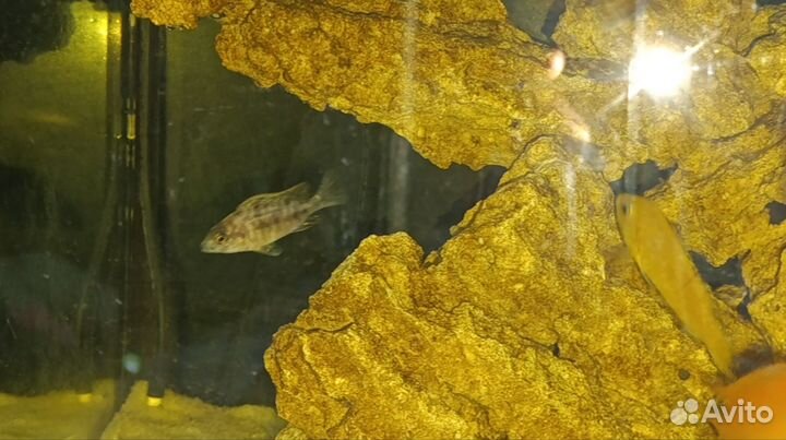 Аквариумные рыбки. Малавийские цихлиды