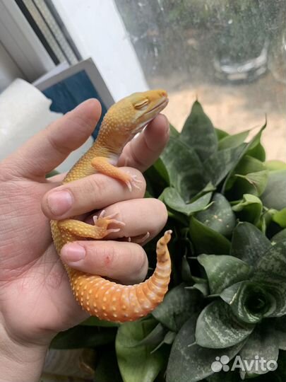 Эублефар Самка