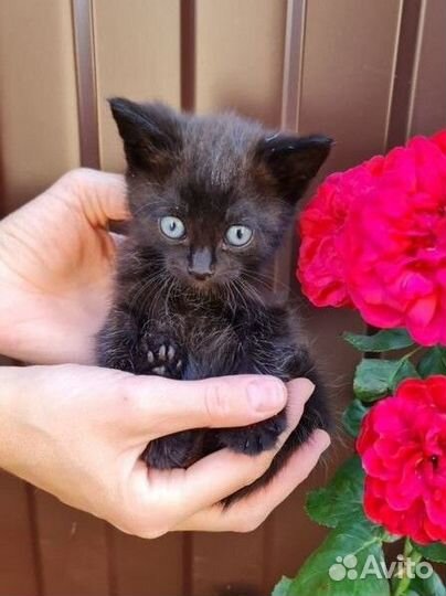 Котята в добрые руки бесплатно