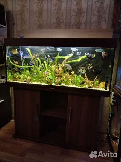 Аквариум с тумбой ювель 240л