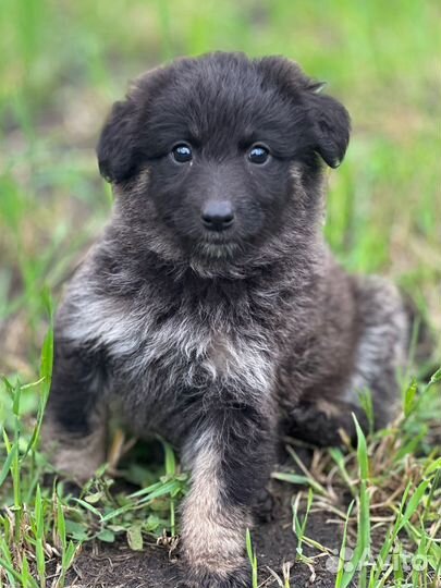 Щенки ищут дом