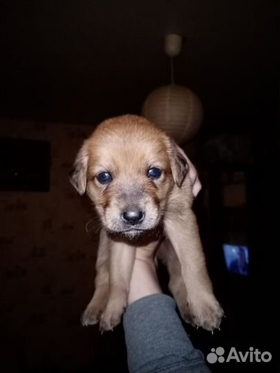 Отдам бесплатно щенков