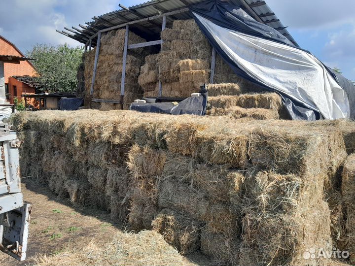Сено 2023 тюки и рулоны разнотравье солома подстил