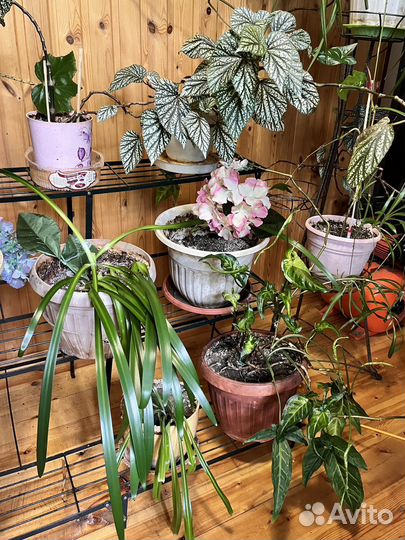 Комнатные цветы