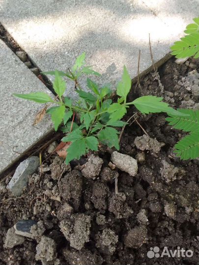 Клематис тангутский