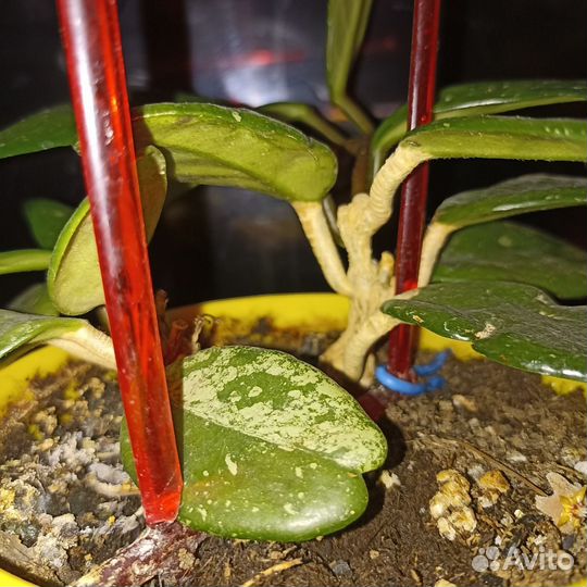 Хойя, джунгли, кампанулата 5 растений, 6 разные