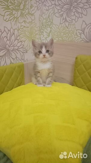 Отдам бесплатно