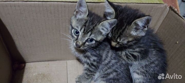 Отдам в добрые руки 2х котят мальчиков