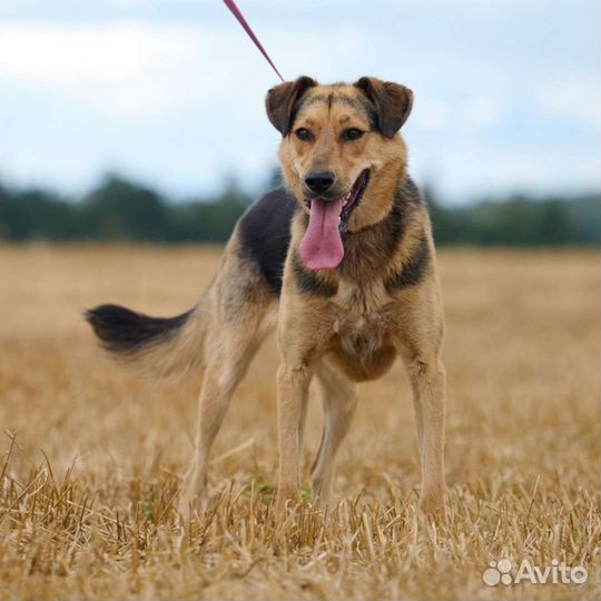 Собака в добрые руки