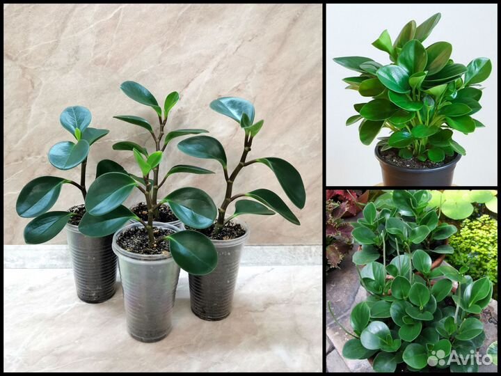 Пеперомия туполистная. Peperomia obtusifolia