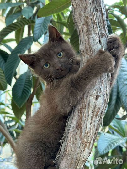 Кошки,отдам в добрые руки
