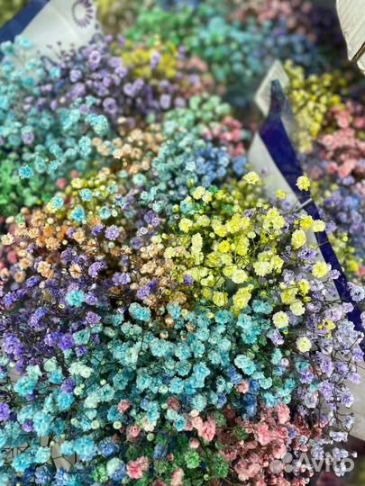 Гипсофила букет радужная гипсофила