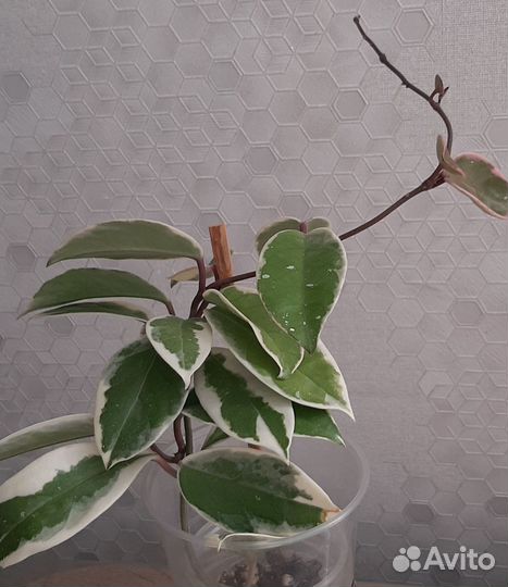 Хойя Кримсон Квин