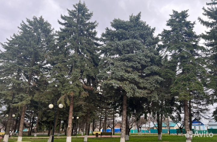 Шишки голубой ели