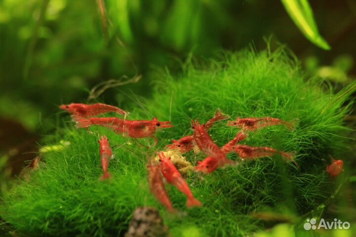 Аквариумные крабы и ракообразные