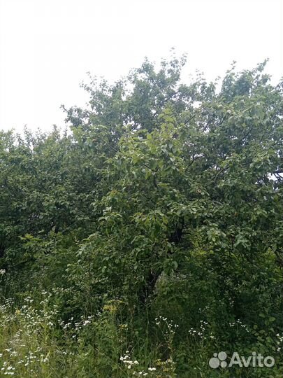 Продам яблоневые деревья на корню