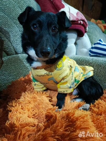 Собака в добрые руки