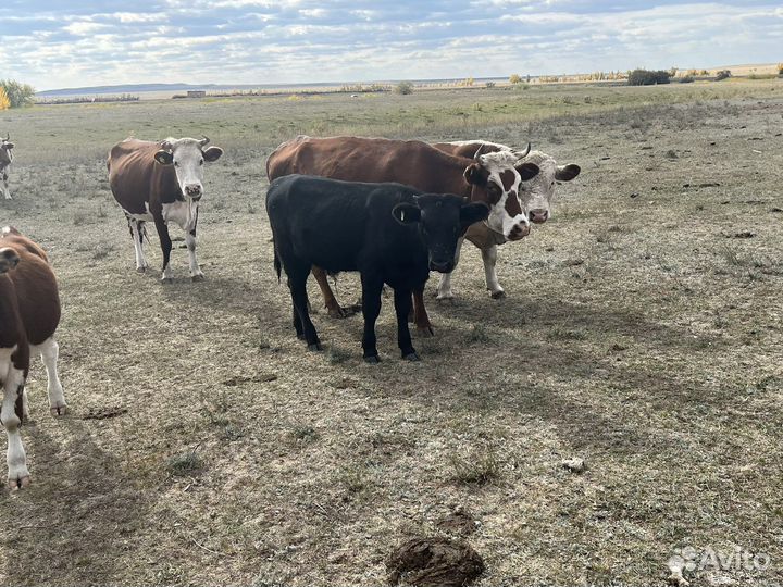 Бычки быки телята телки