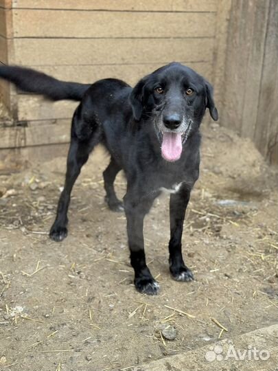 Воспитанный и надежный Макс