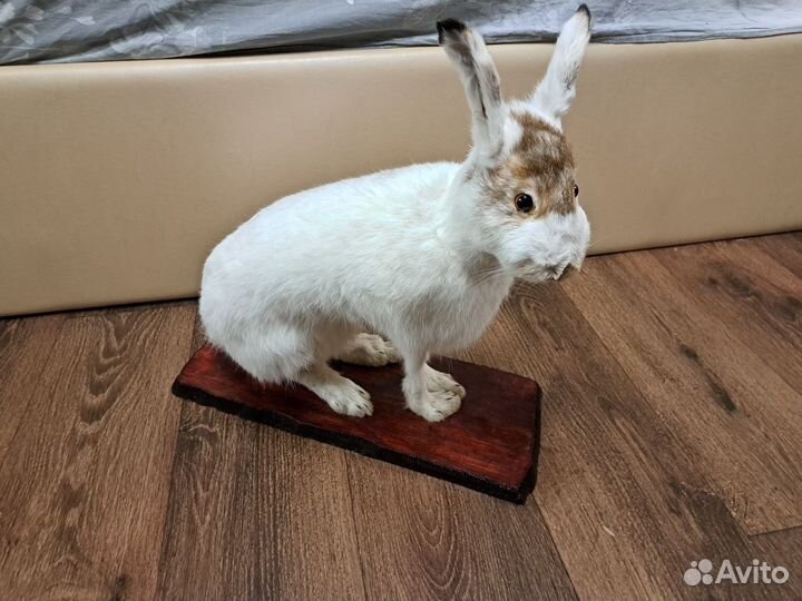 Чучело зайца