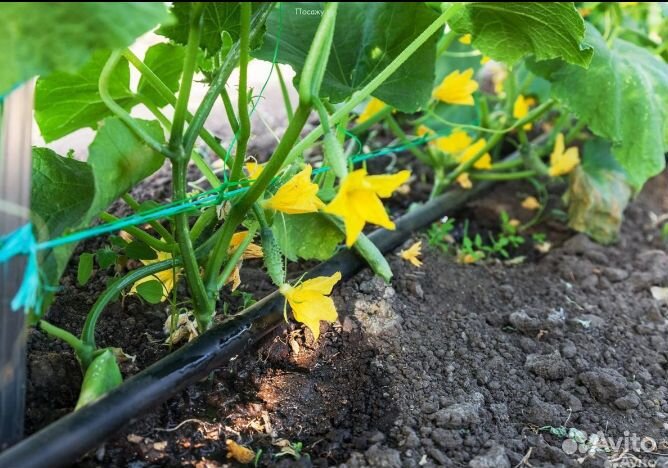 Капельная лента zelna (1000м.) урожайная