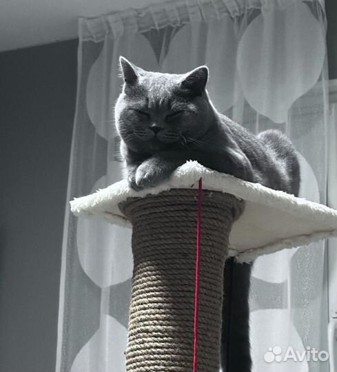 Вязка кошек