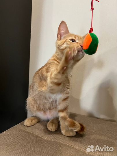 Рыжий котенок мальчик
