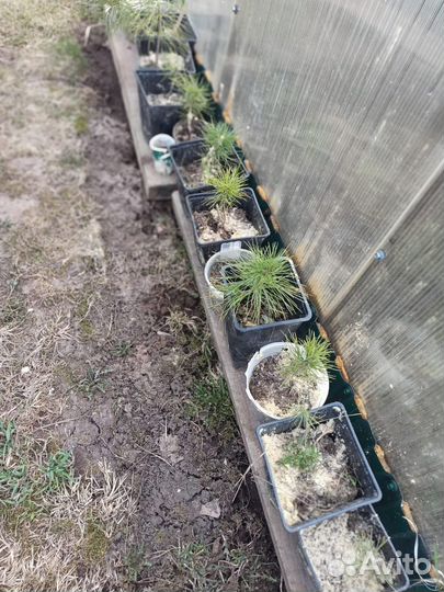 Кедр сибирский