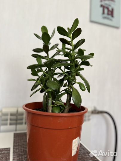 Денежное дерево