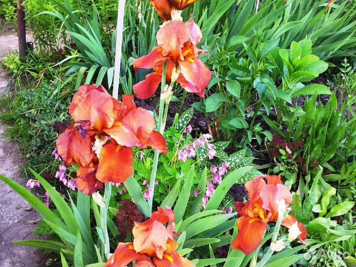 Многолетние цветочные растения для сада