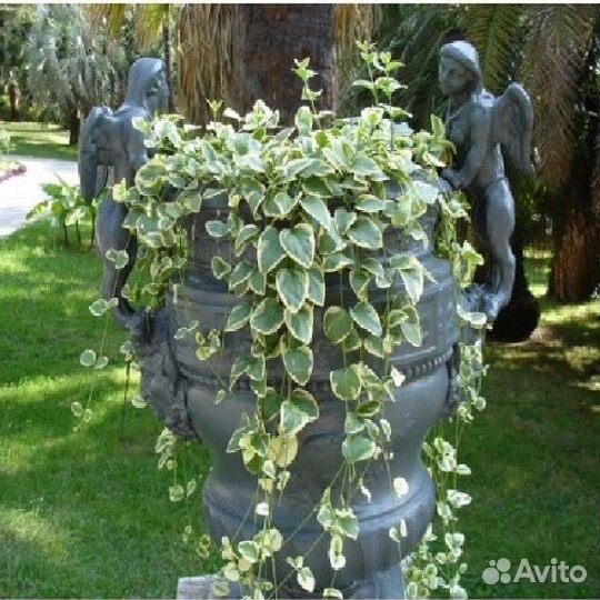 Барвинок пестролистный