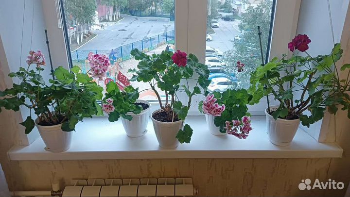 Герань в горшках