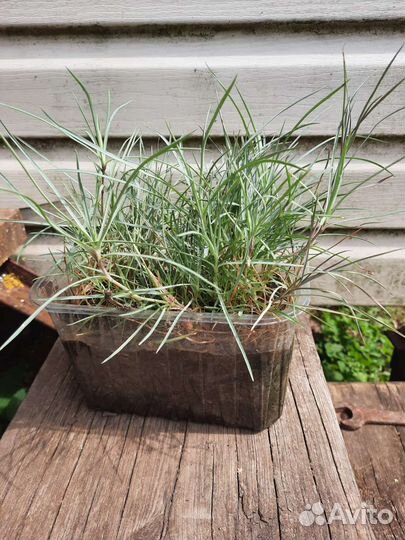 Растения для дачи, сада