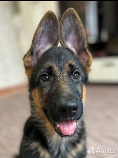 Щенки немецкой овчарки с документами