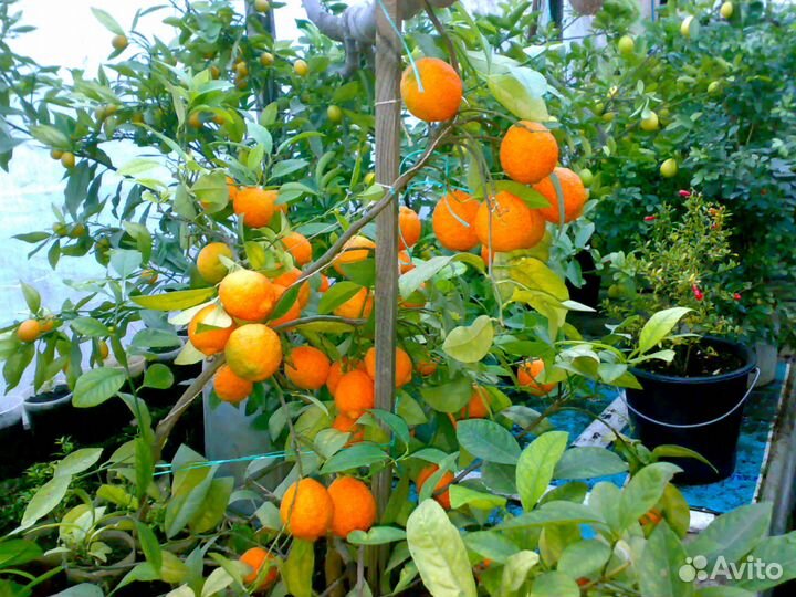 Продам Цитрусовые растения