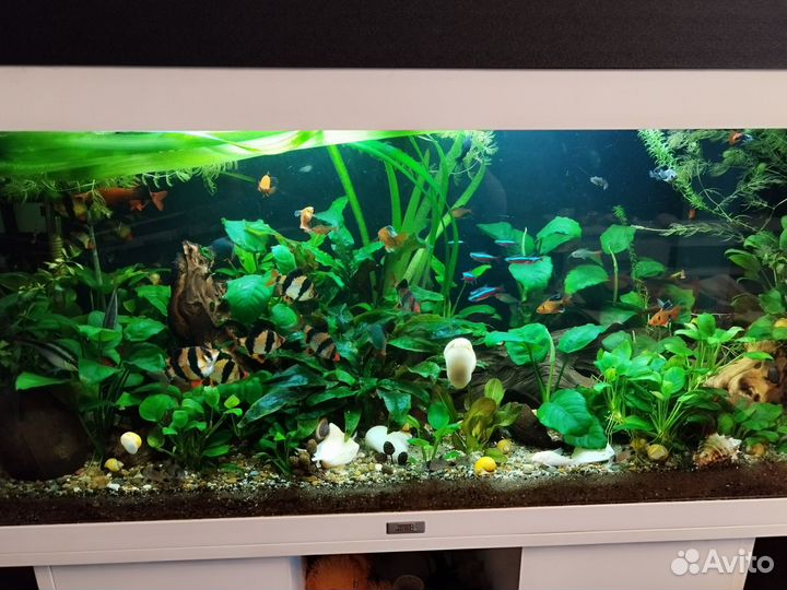 Аквариум с тумбой juwel