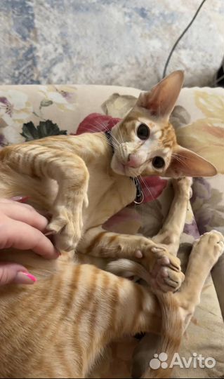 Кот ориентал